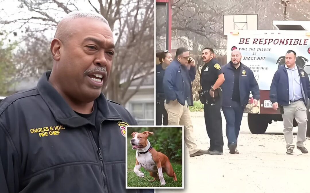 San Antonio Dog Bite Accident Raises Legal and Safety Concerns