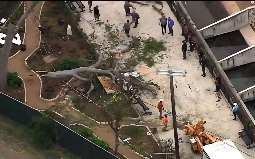 Seven Injured in Tree Collapse Incident at San Antonio Zoo