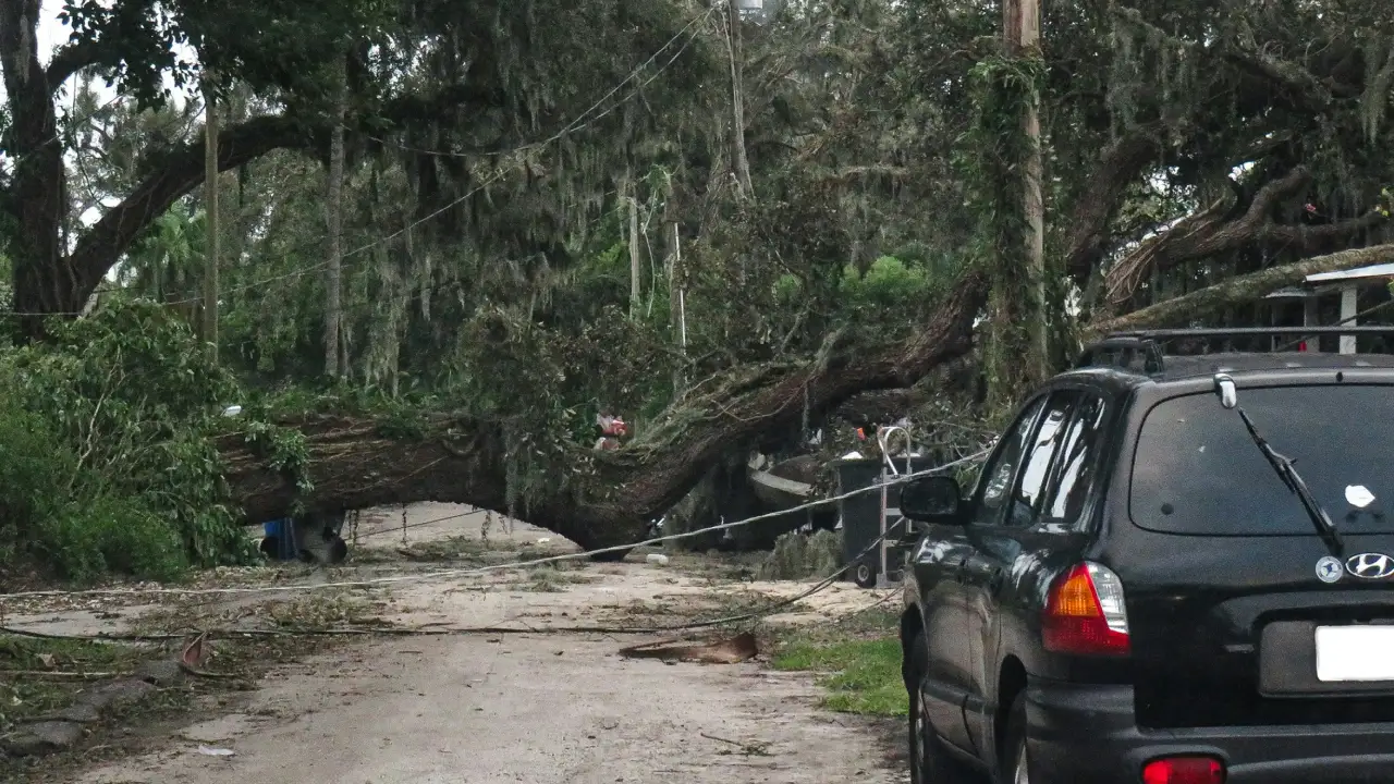 road tree crash